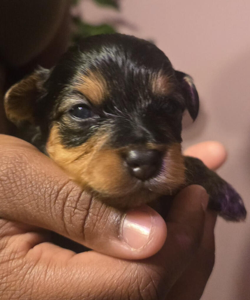 Peanut