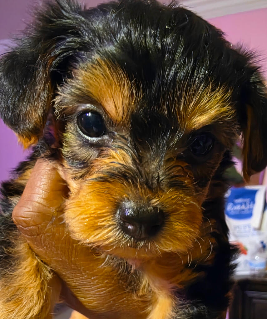 Peanut