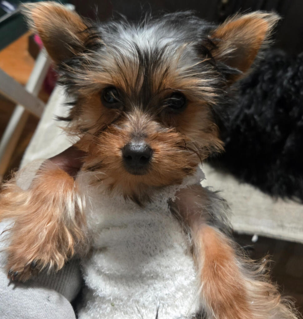 Madam Sophie